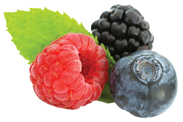 Wildberry